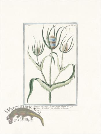 Bonelli 696 Fuller's teasel